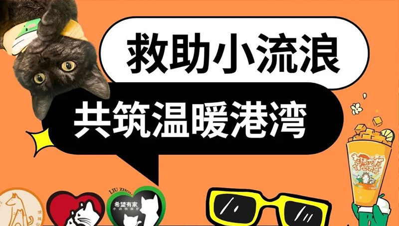 三城联动！小流浪们有它们的希望之光