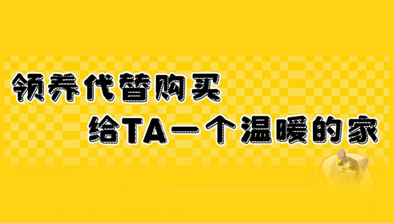梁小糖×伴它地球公益月，关注流浪动物，给他们一个家